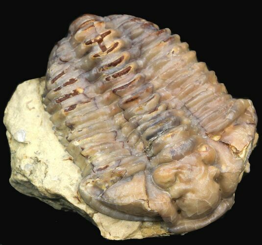 Calymene Clavicula Trilobite - Oklahoma #44388